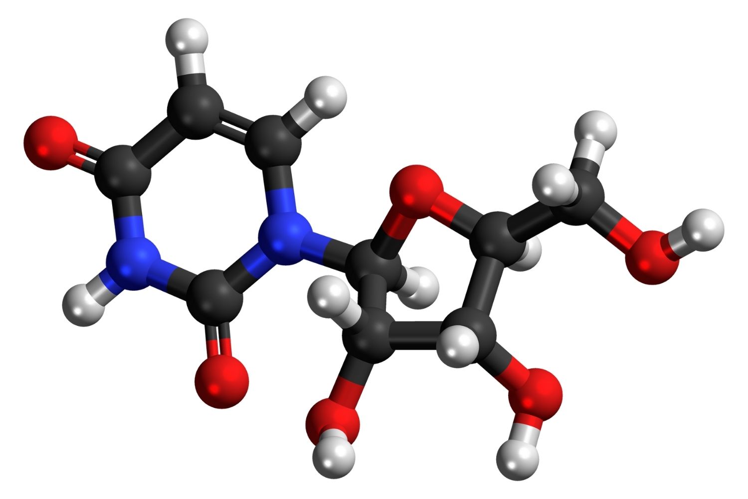 50-facts-about-uridine