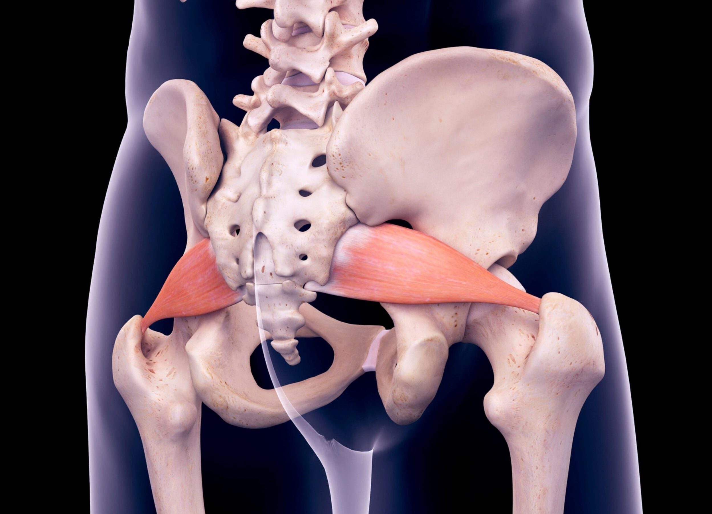 52 Facts About Piriformis Syndrome Facts 52 Facts About Piriformis Syndrome Facts