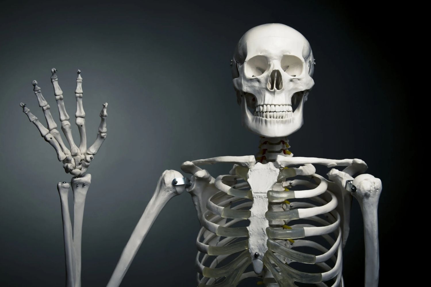 18-facts-about-human-bones