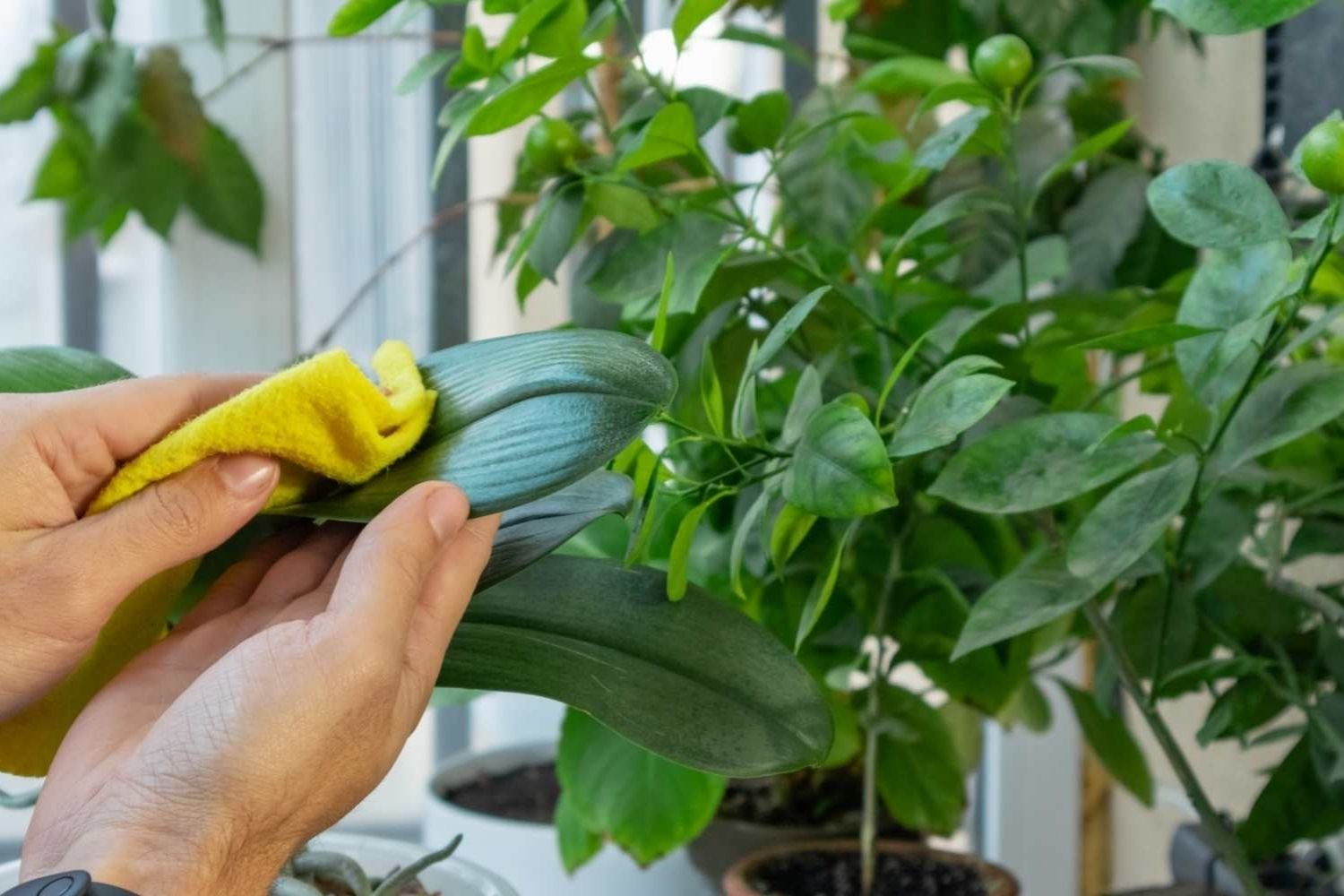 19-facts-about-easy-care-plants