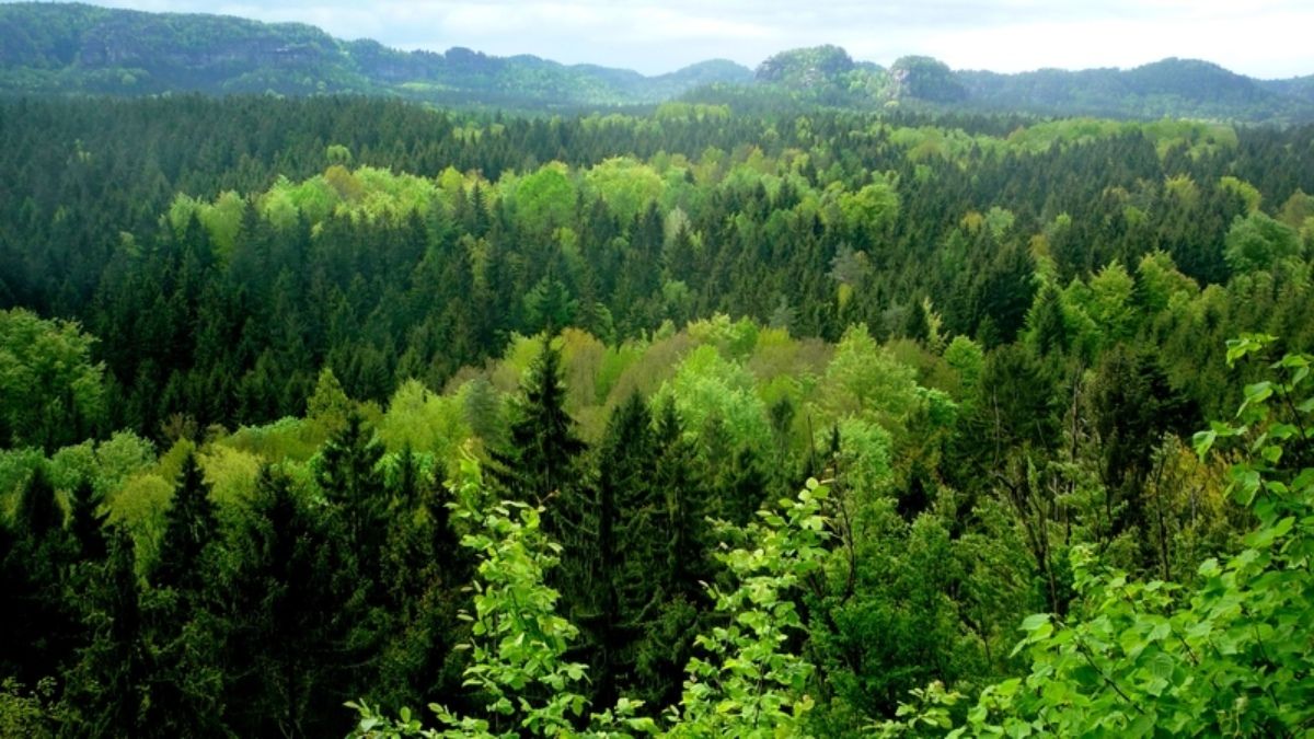 19-facts-about-forest-conservation