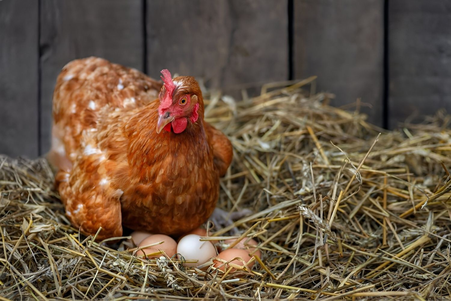 21-facts-about-egg-production