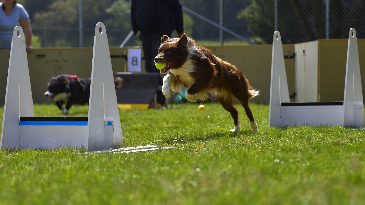 23-facts-about-flyball