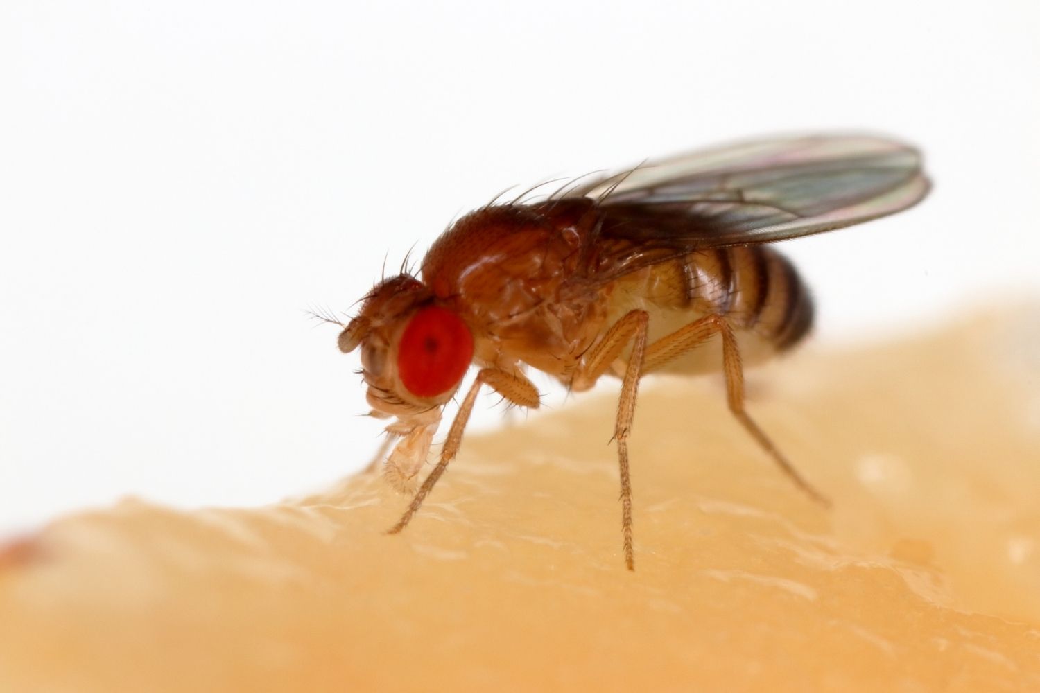 24-facts-about-drosophila