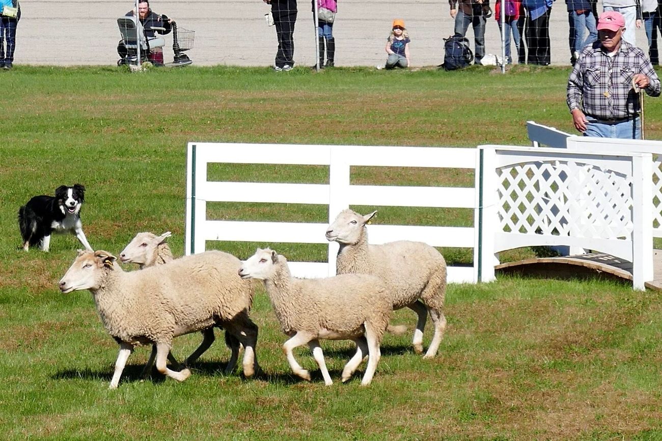 25-facts-about-herding-trials