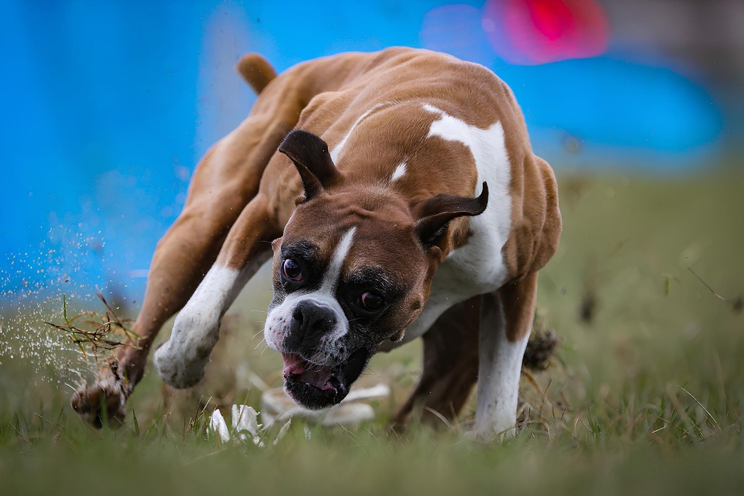 25-facts-about-lure-coursing