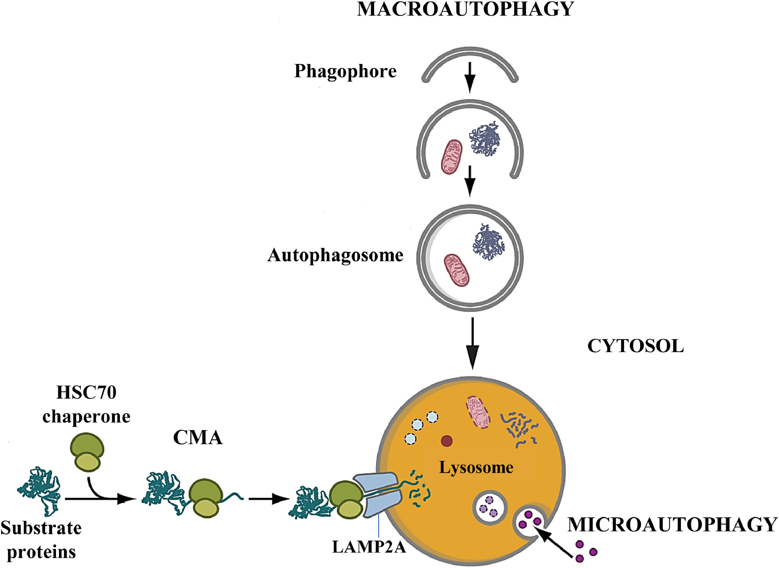 25-facts-about-lysosomal-glycogen-storage-disease-with-normal-acid-maltase-activity