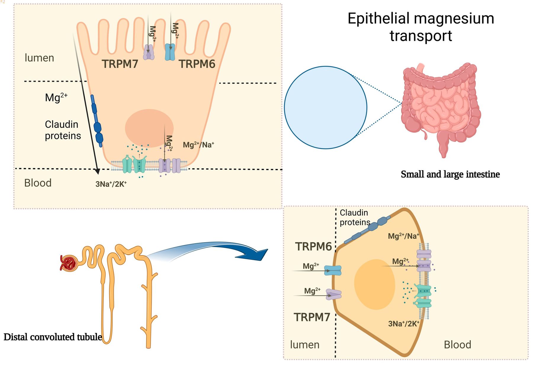 25-facts-about-magnesium-wasting-renal