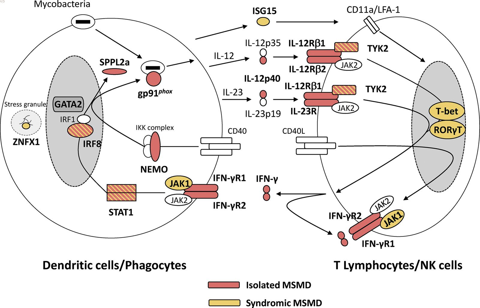 25-facts-about-mendelian-susceptibility-to-atypical-mycobacteria