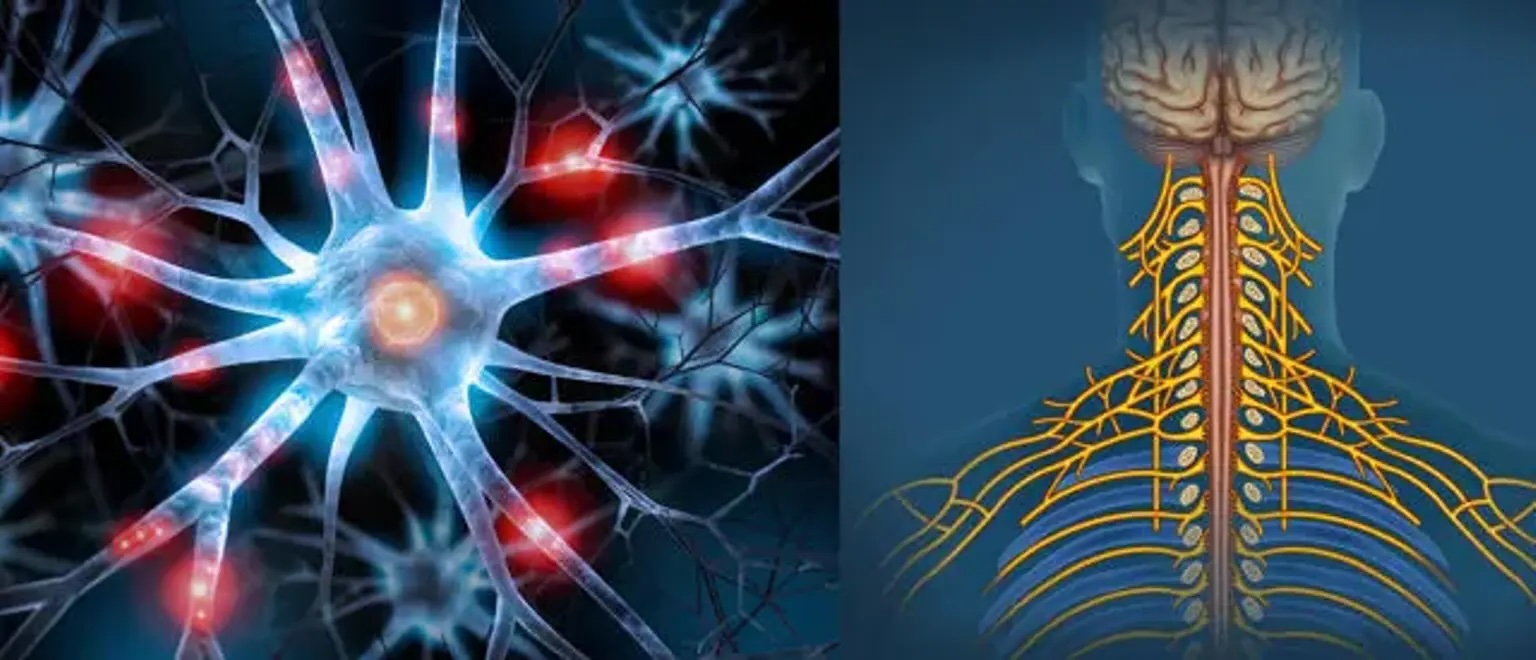 25-facts-about-nerve-sheath-neoplasm