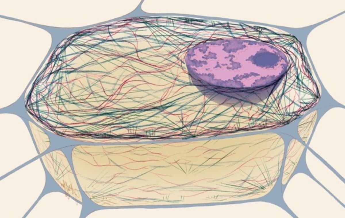 25-facts-about-otopalatodigital-type-2