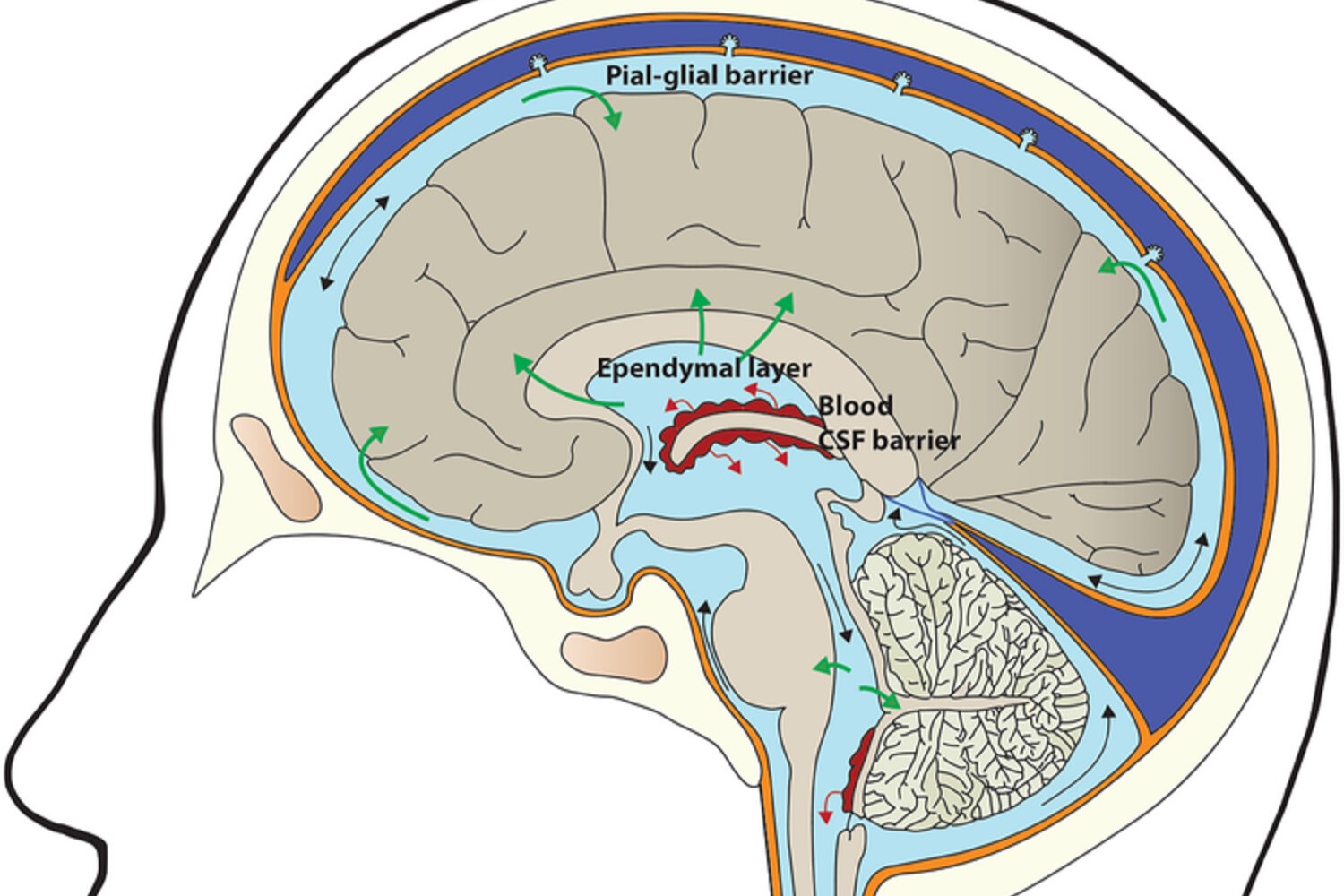 25-facts-about-parenchymatous-cortical-degeneration-of-cerebellum