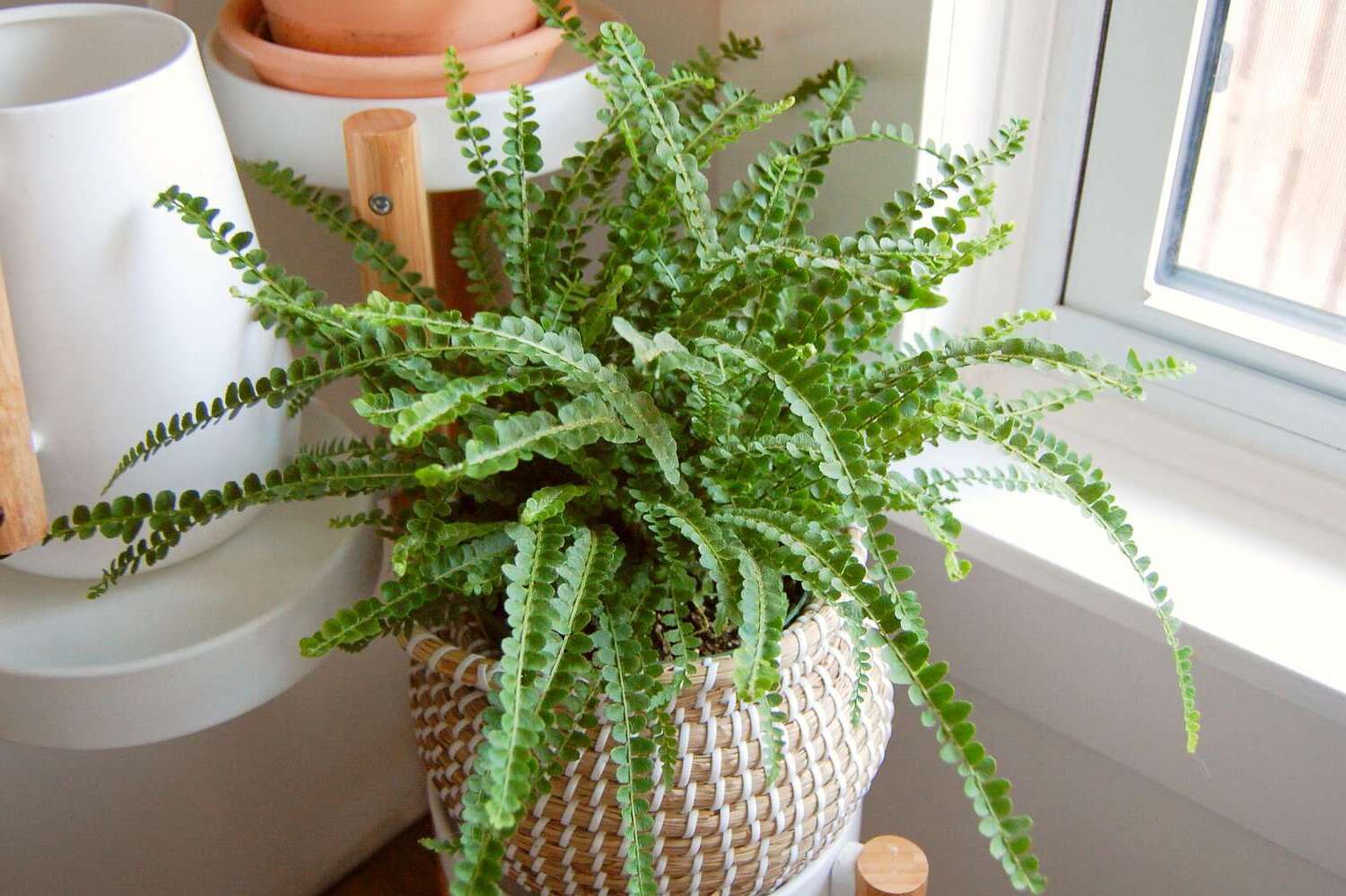 28-facts-about-fern-care