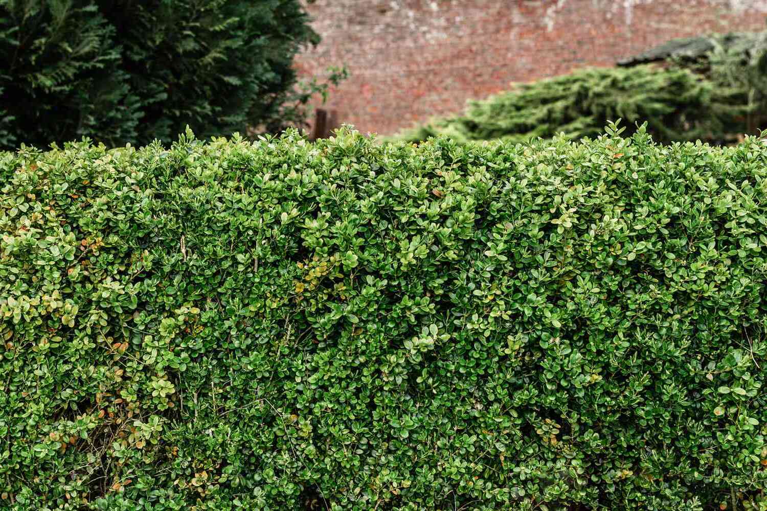 29-facts-about-hedge-plants