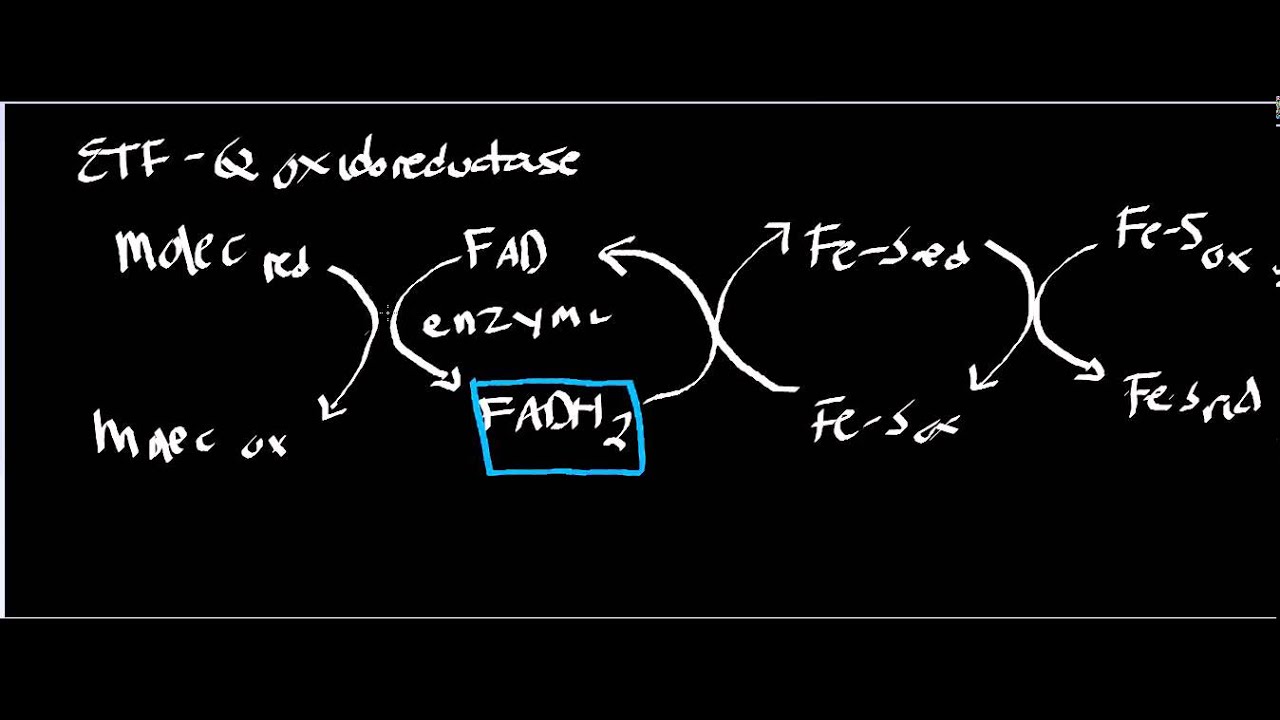 30-facts-about-electron-transfer-flavoprotein