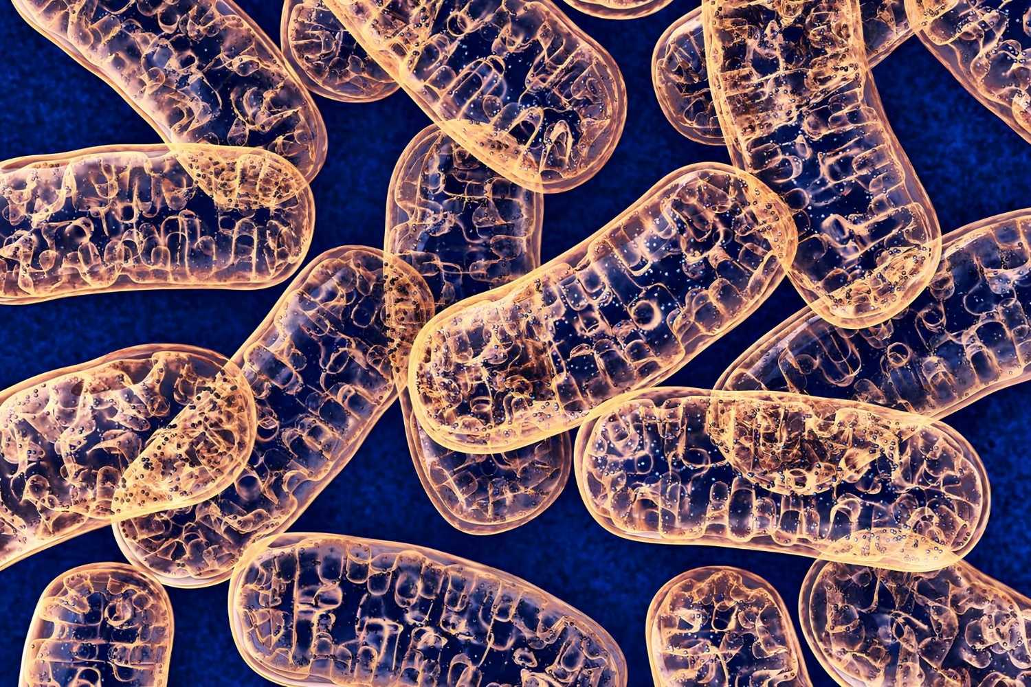 30-facts-about-mitochondrial-function