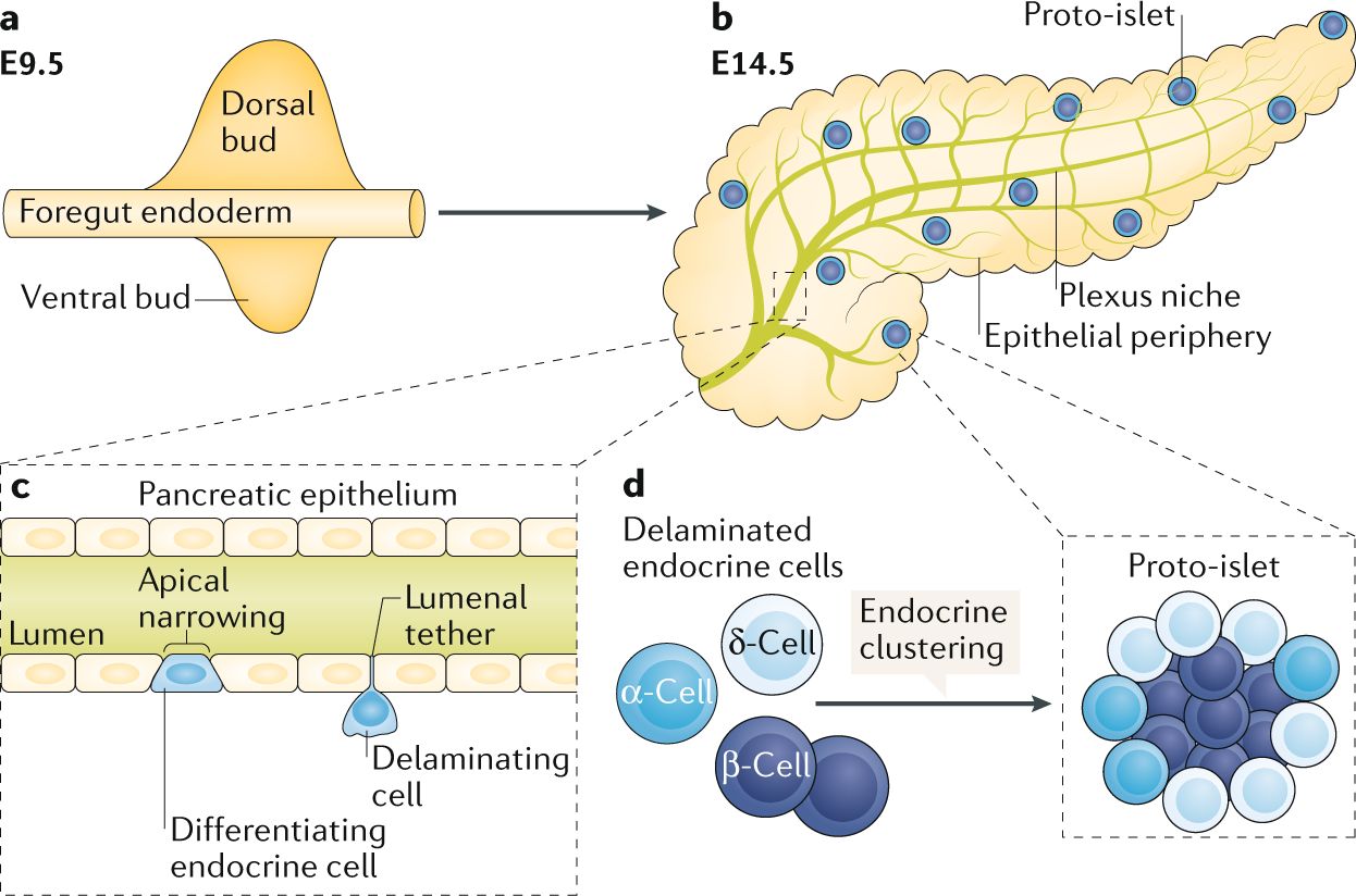 30-facts-about-pancreatic-beta-cell-agenesis-with-neonatal-diabetes-mellitus