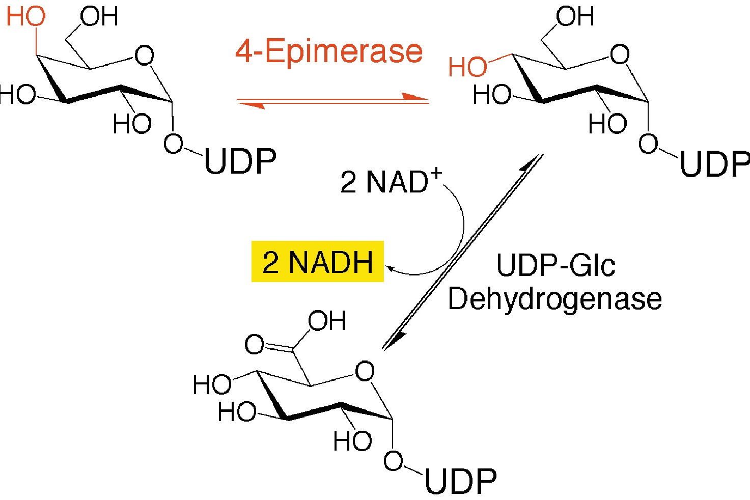 30-facts-about-udp-galactose-4-epimerase-deficiency