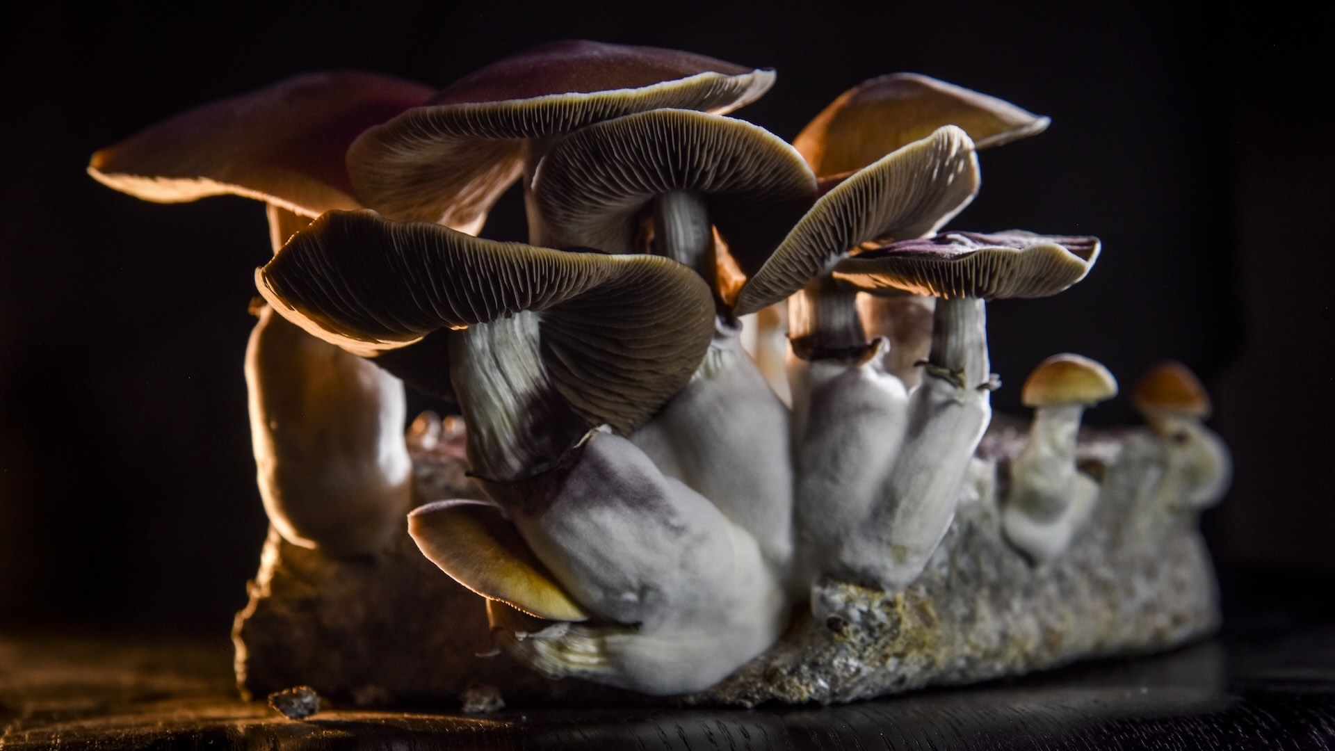 34-facts-about-magic-mushroom-injection