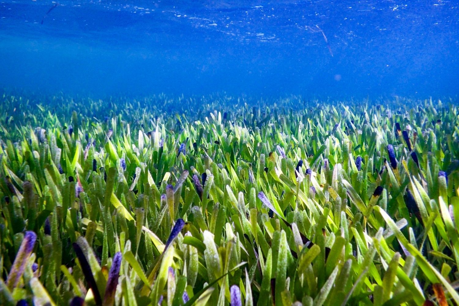 34-facts-about-seagrass-meadow