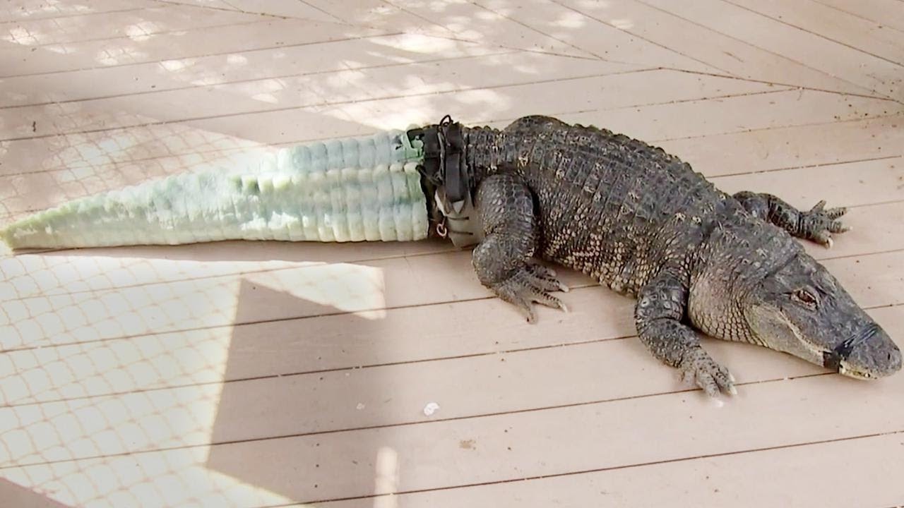 35-facts-about-alligator-3d-printed-tail