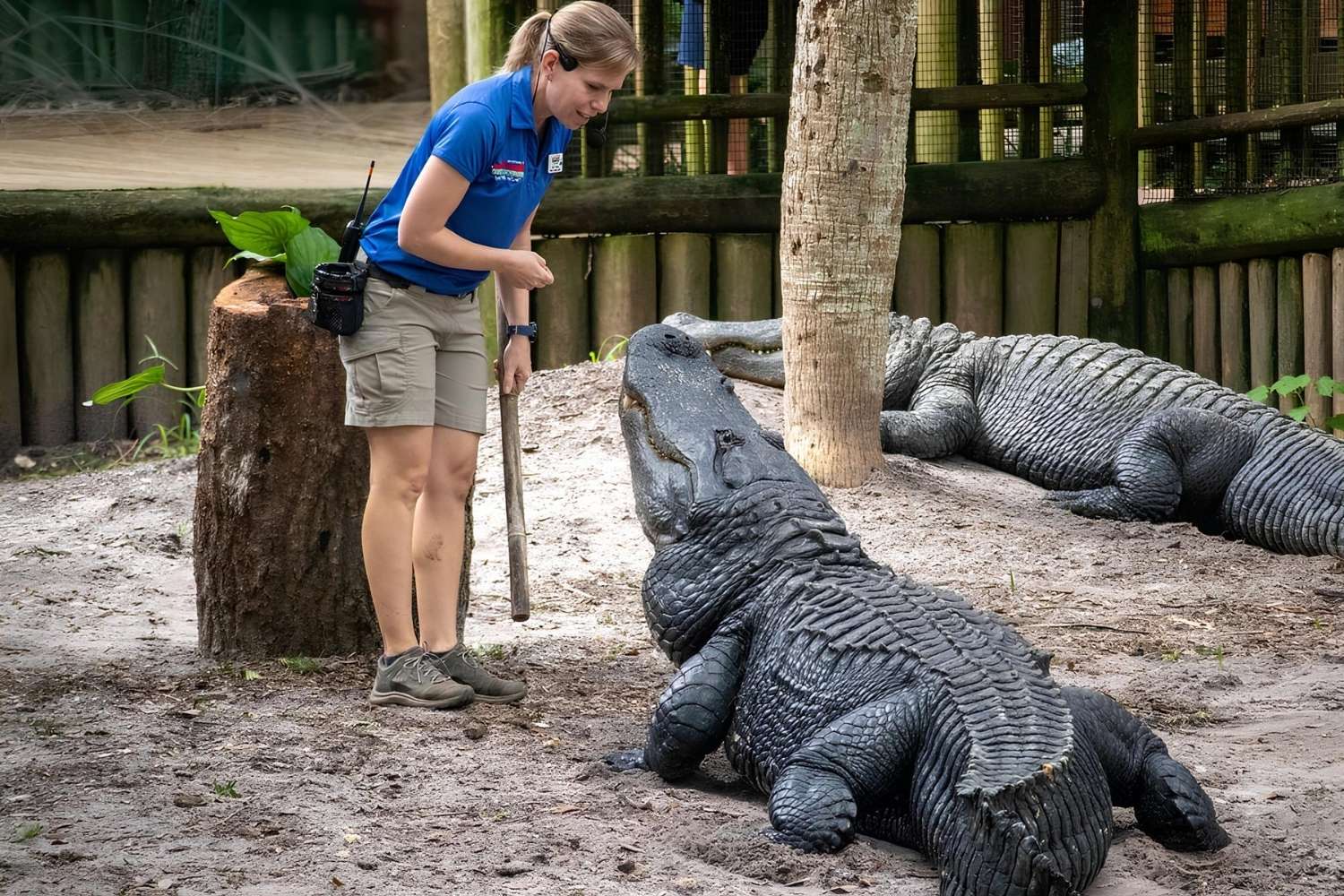 35 Facts About Alligator Farms - Facts.net