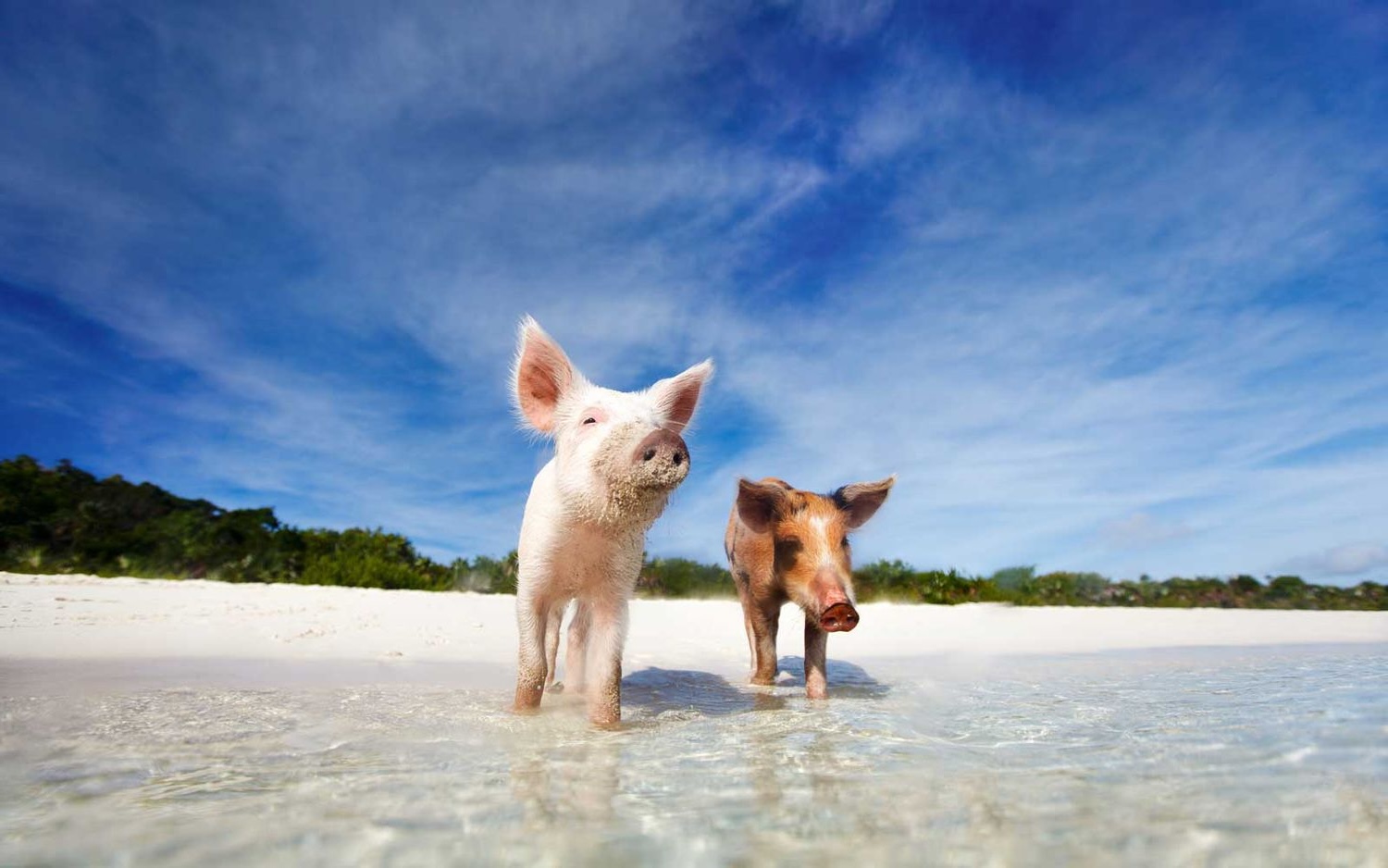 35-facts-about-animals-on-the-beach