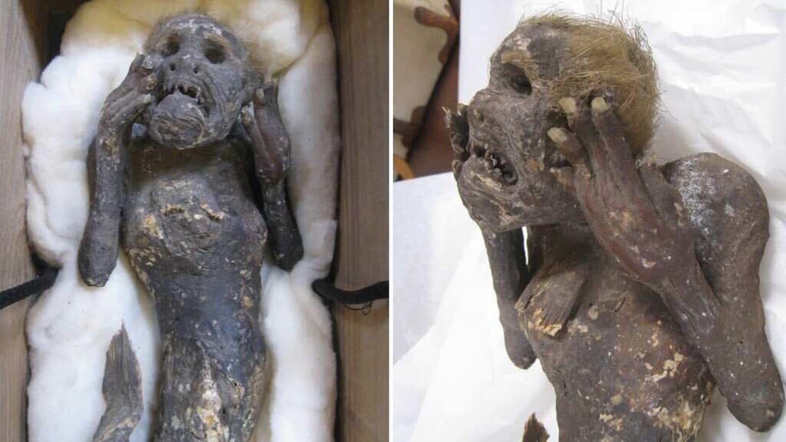 35-facts-about-asakuchi-mermaid-mummy