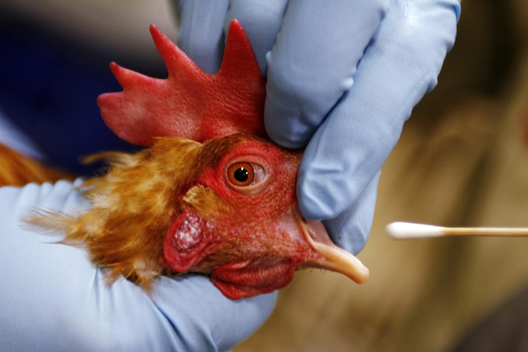 35-facts-about-avian-influenza