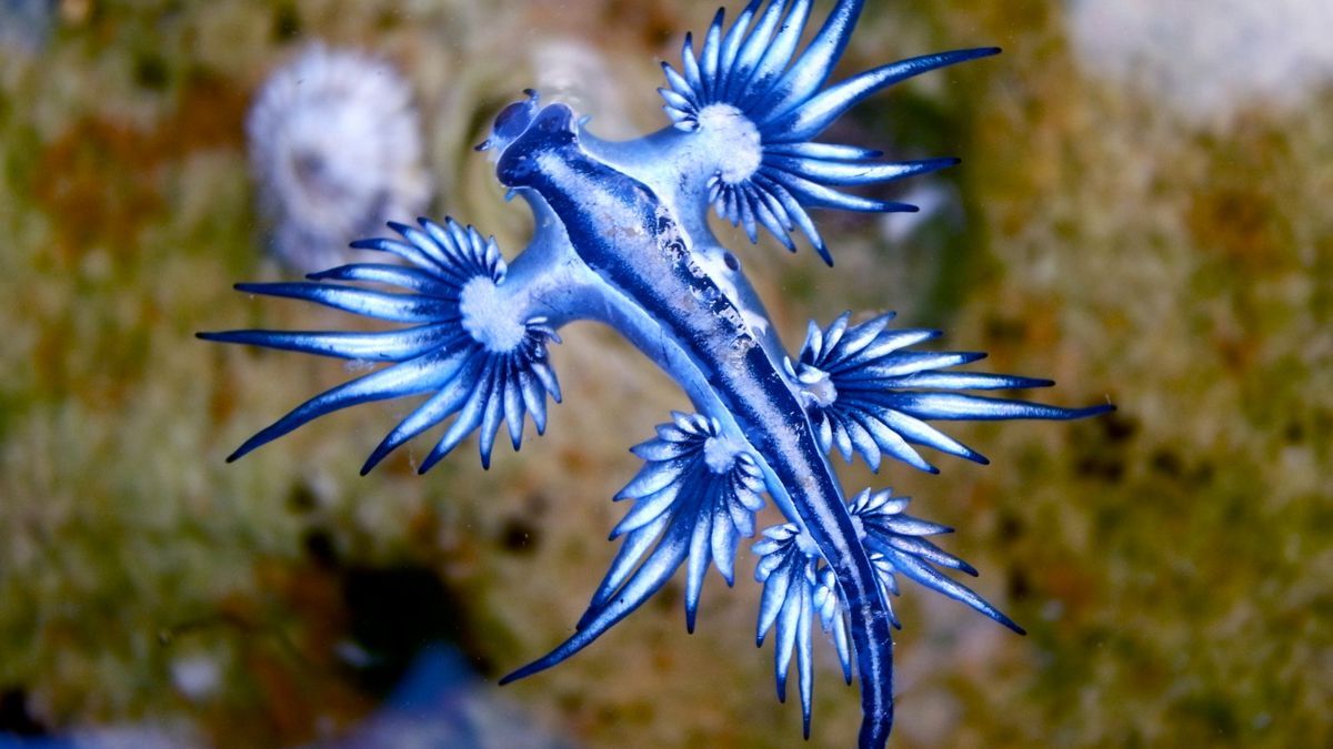 35-facts-about-blue-dragon-sea-slugs