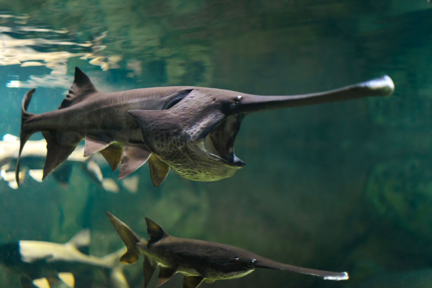 35-facts-about-chinese-paddlefish-extinct