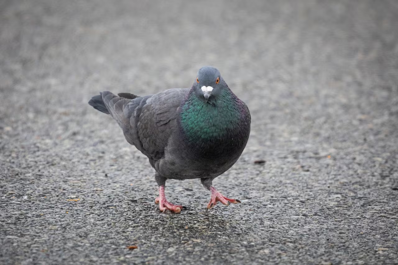 35-facts-about-crystal-meth-carrying-pigeon