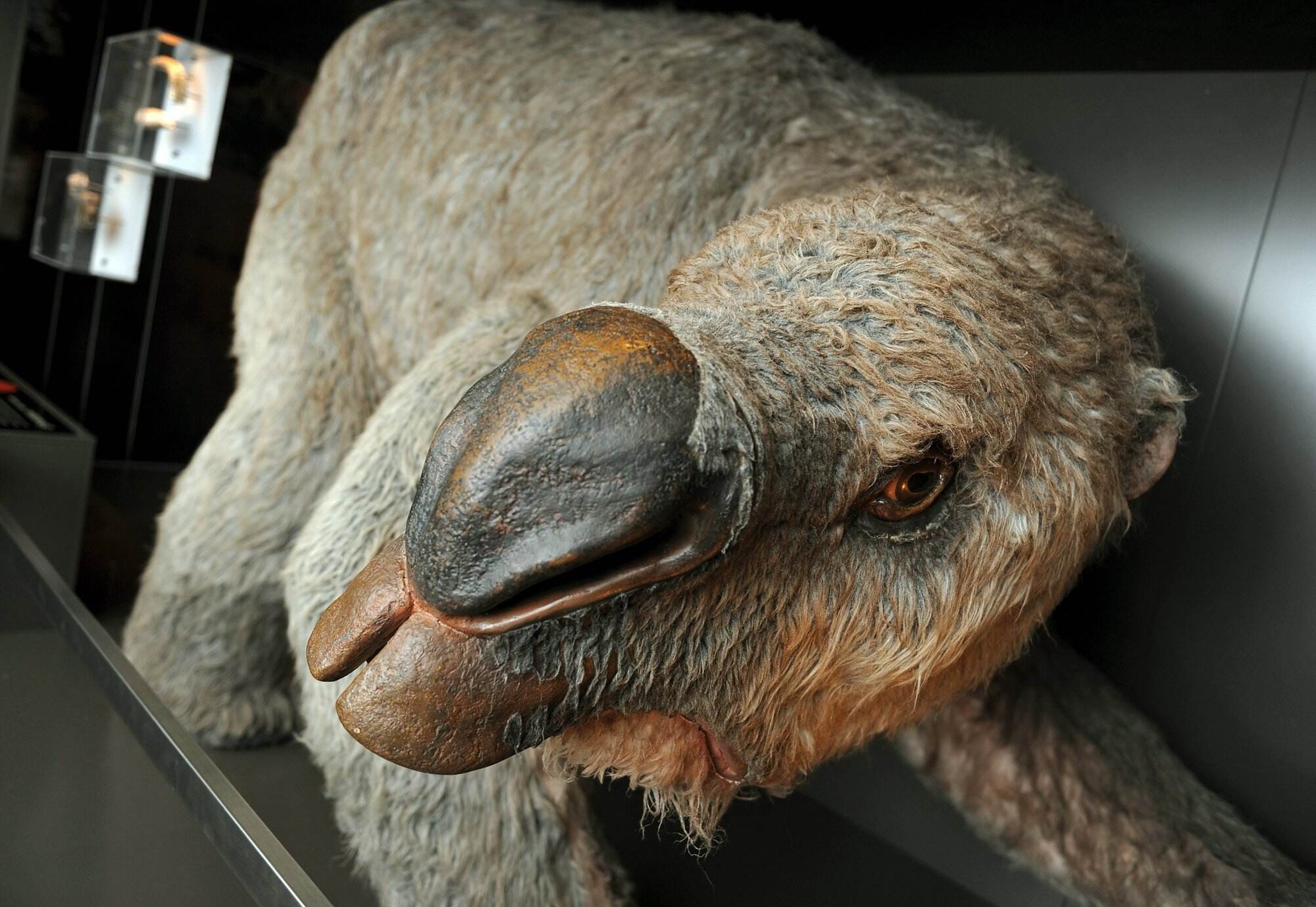 35-facts-about-diprotodon