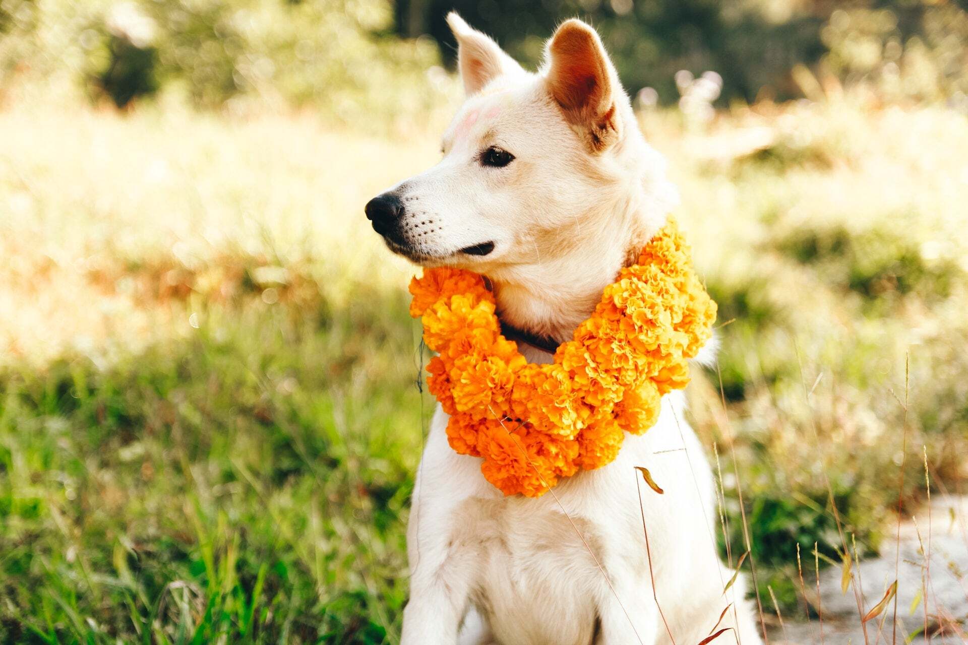 35-facts-about-dog-festival-nepal