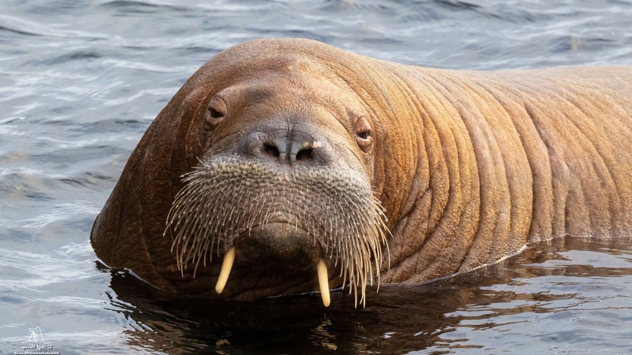 35-facts-about-freya-the-walrus