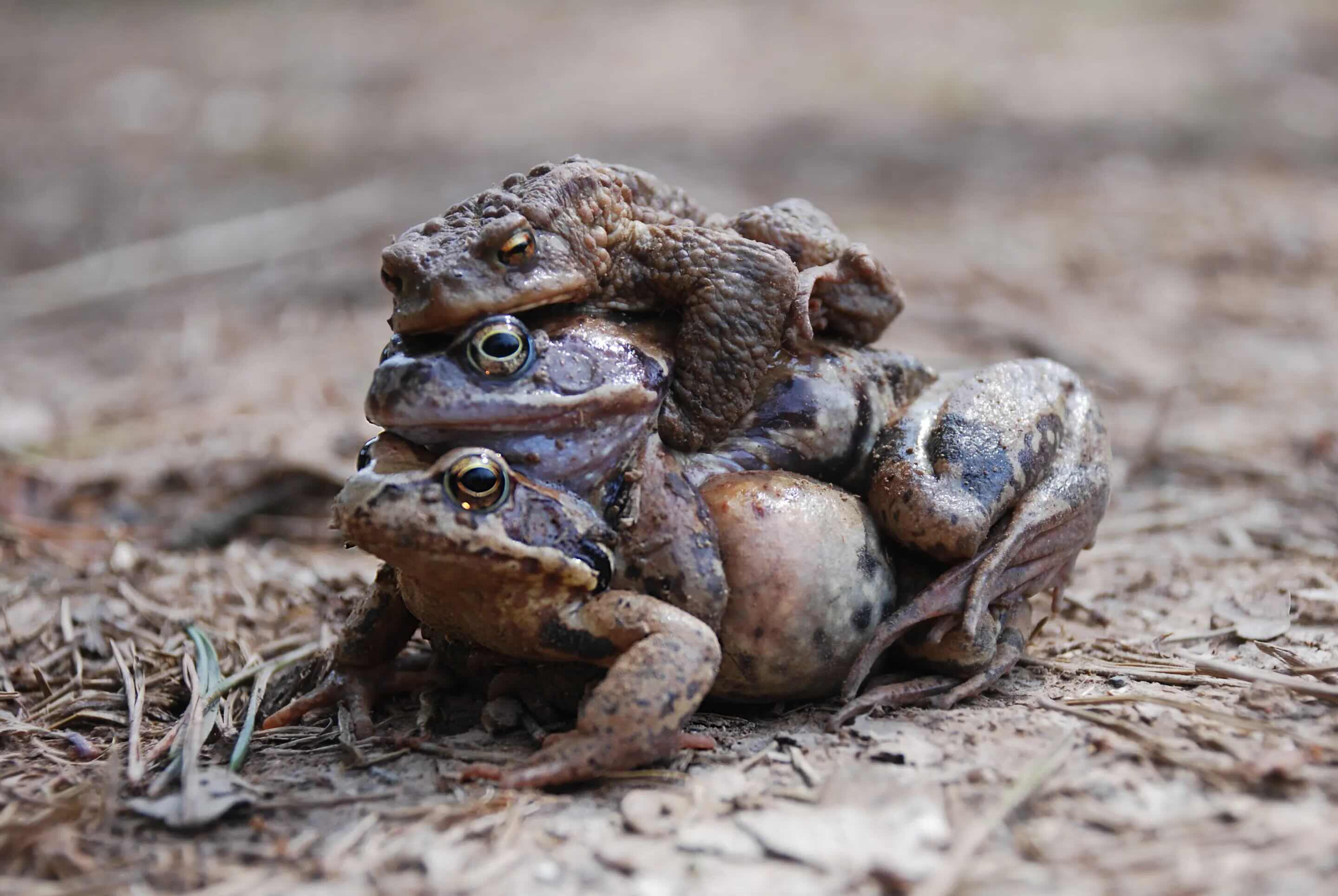 35-facts-about-frogs-faking-death