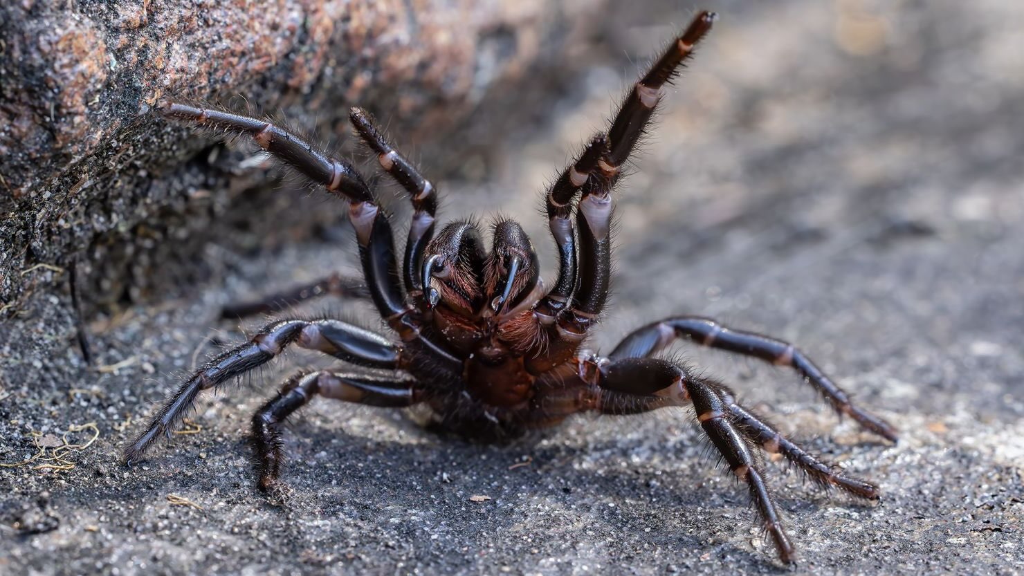 35-facts-about-funnel-web-spiders