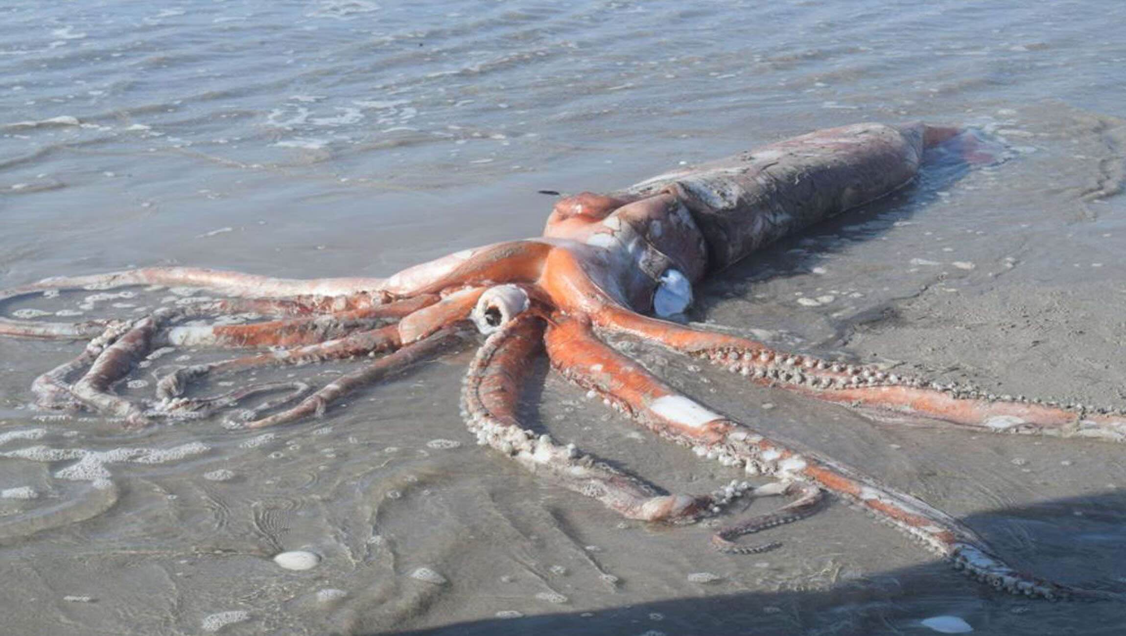 35-facts-about-giant-squid-south-africa