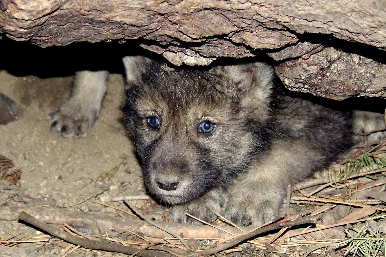 35-facts-about-gray-wolf-pups