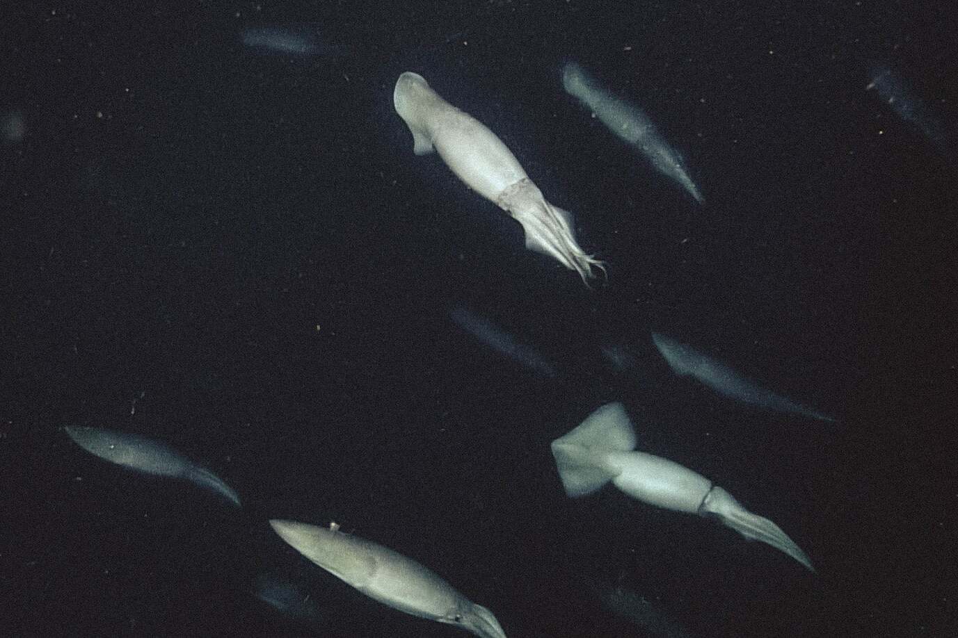 35-facts-about-humboldt-squid-bioluminescence