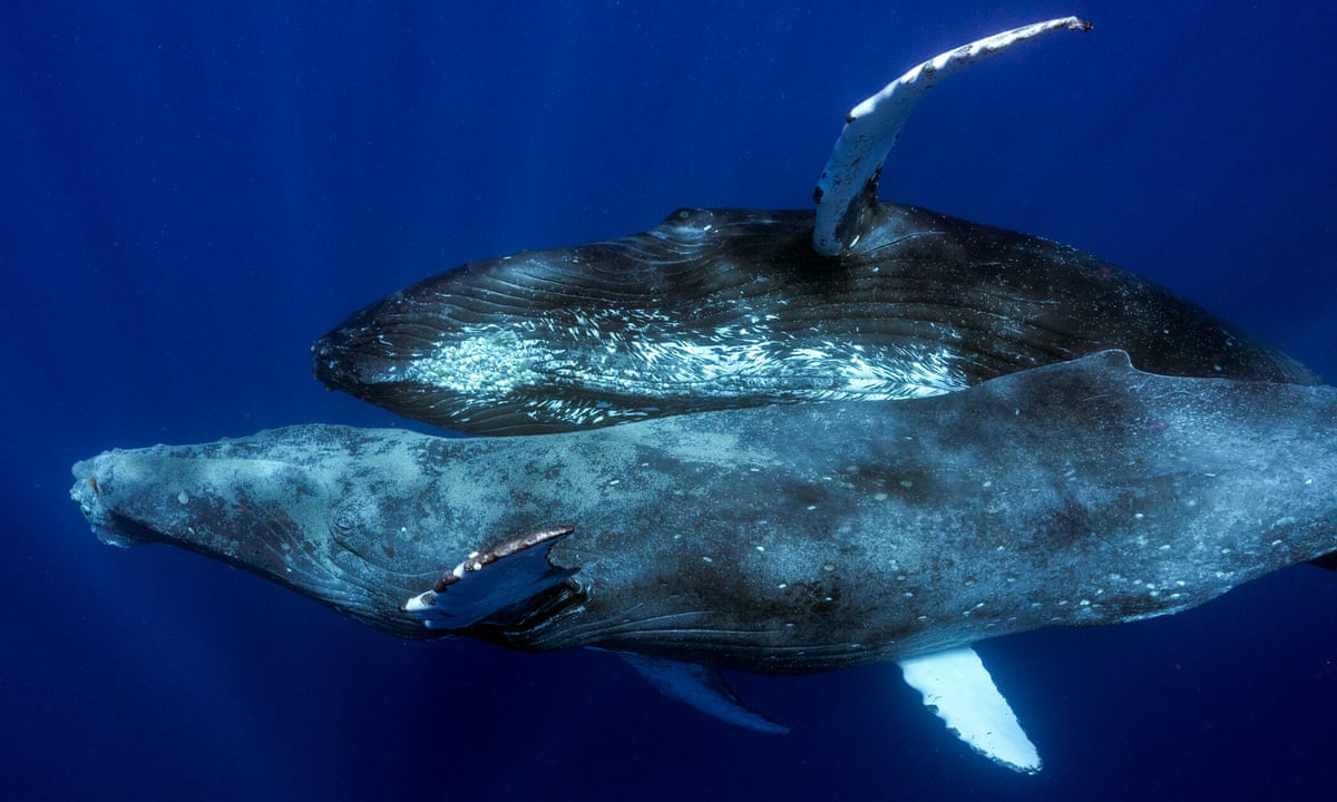 35-facts-about-humpback-whale-sex