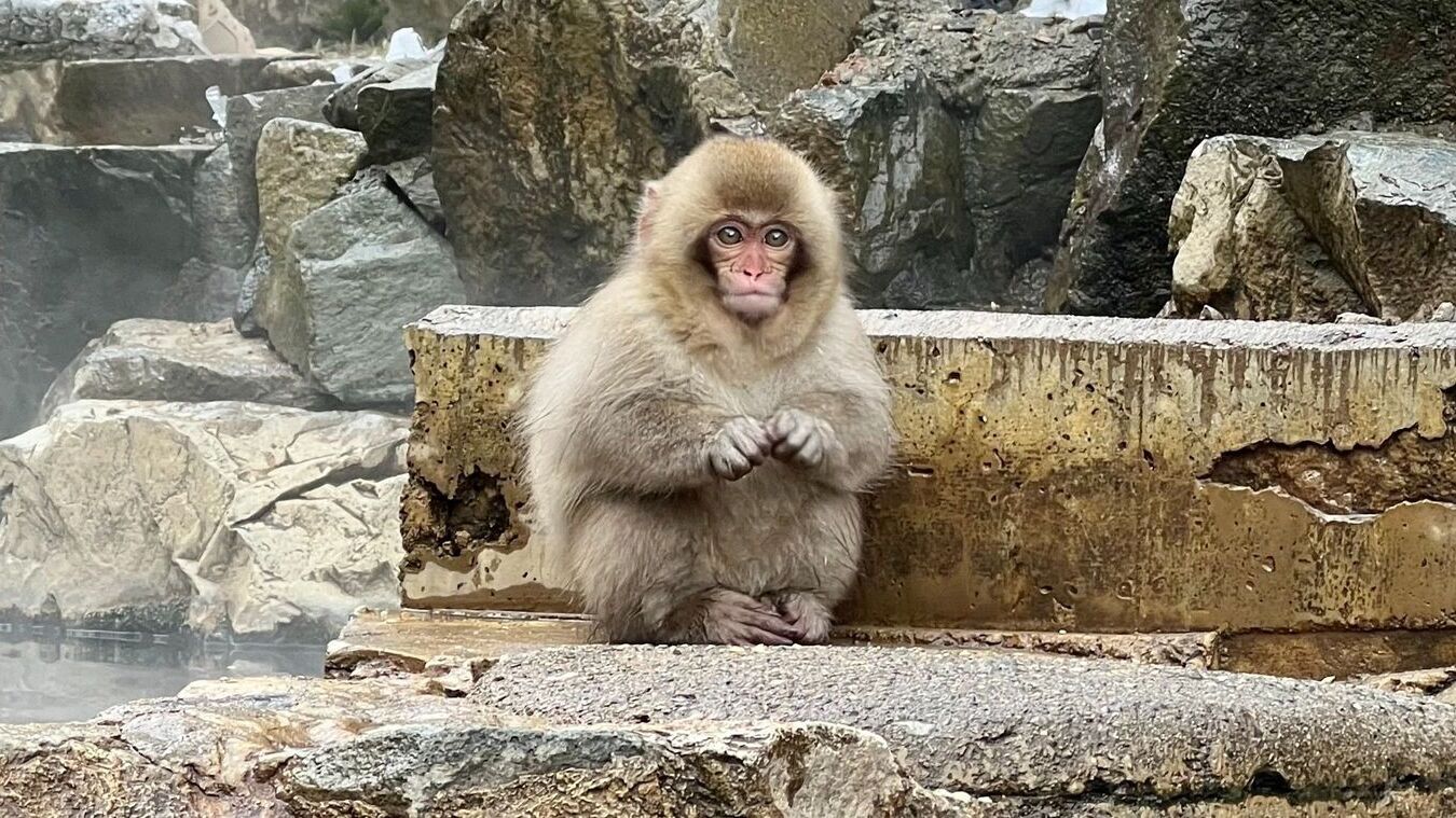 35-facts-about-jigokudani-monkey-park