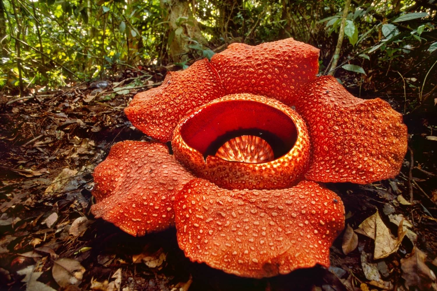 35-facts-about-largest-smelliest-flowers