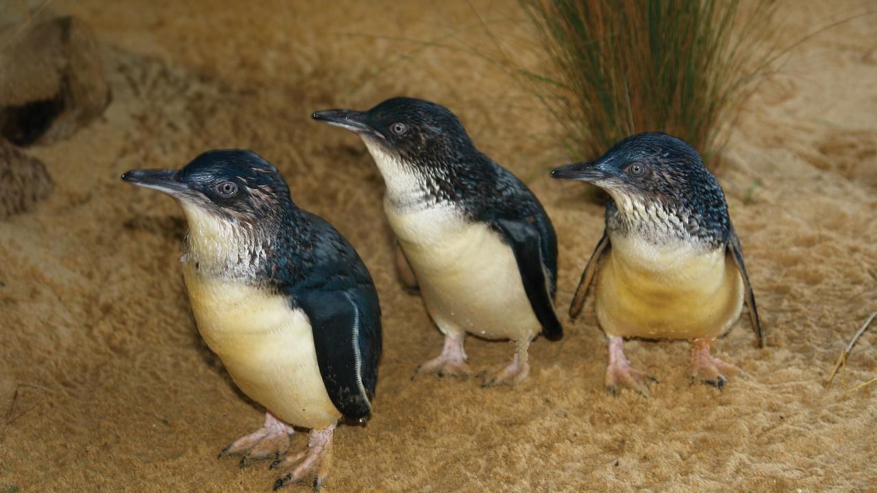 35-facts-about-little-penguin-deaths