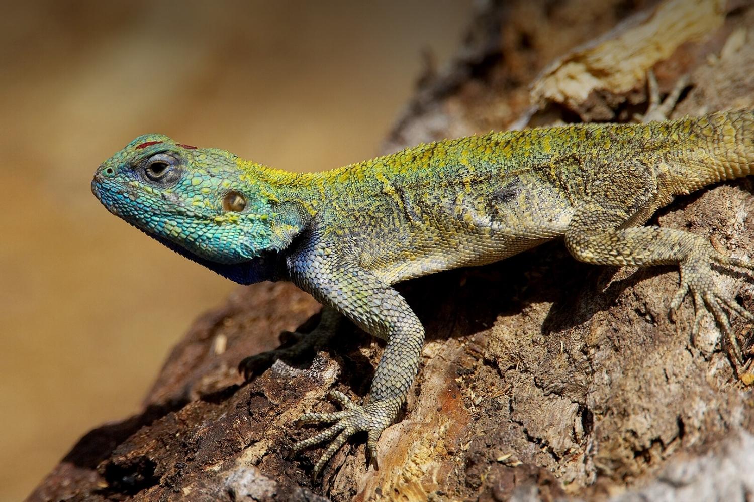 35-facts-about-lizard-genitalia