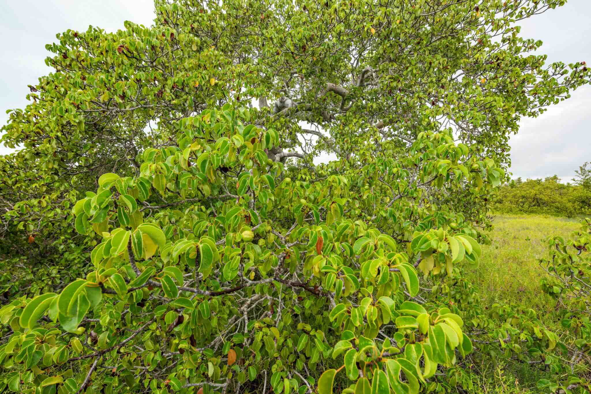 35-facts-about-manchineel-tree