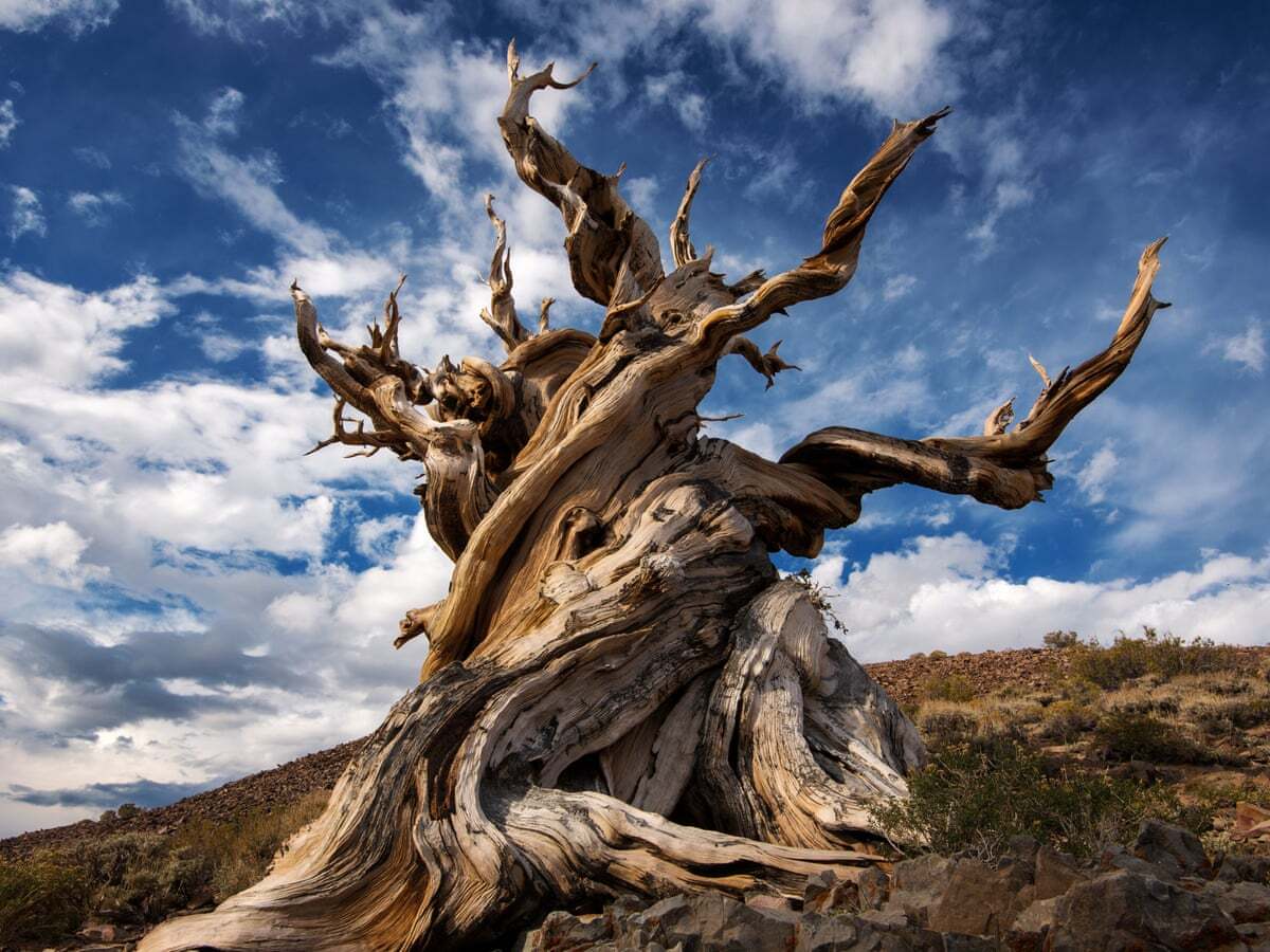 35-facts-about-methuselah-tree