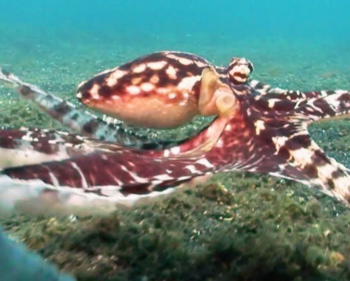 35-facts-about-mimic-octopus