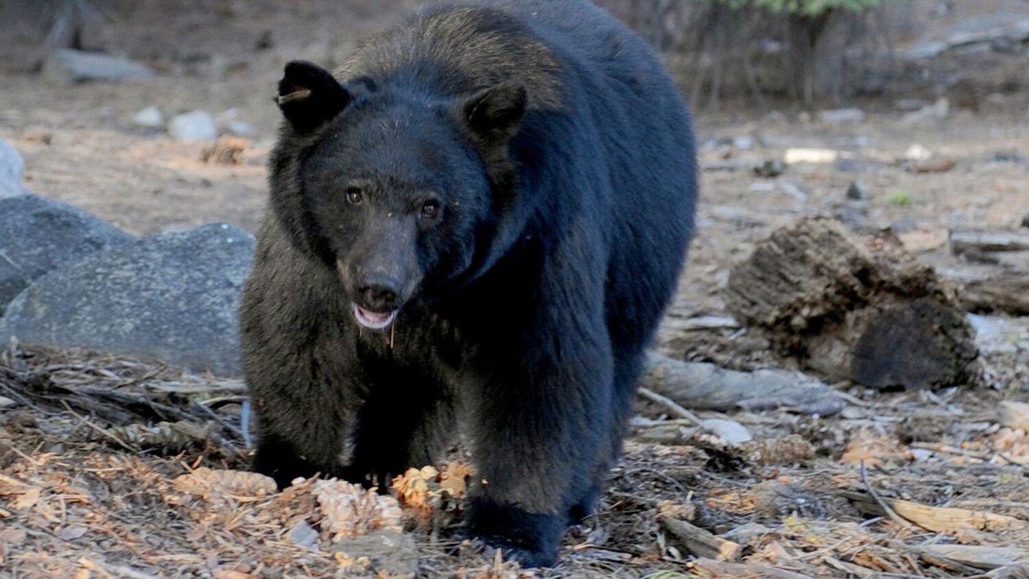 35-facts-about-mysterious-disease-black-bears