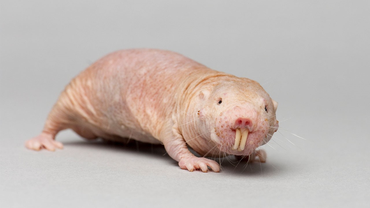 35-facts-about-naked-mole-rats